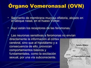 Segmento de membrana mucosa olfatoria, alojado en el tabique nasal, en el hueso Vómer. Aquí están los receptores de las feromonas.  Las neuronas sensitivas a feromonas no envían directamente la información al córtex  cerebral, sino que al hipotálamo y a  consecuencia de ello, provocan  comportamientos básicos y  fundamentales, como la excitación sexual, por una vía subconsciente. Órgano Vomeronasal (OVN) 
