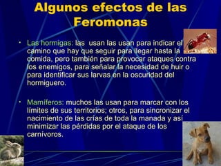 Algunos efectos de las Feromonas Las hormigas:   las  usan las usan para indicar el camino que hay que seguir para llegar hasta la comida, pero también para provocar ataques contra los enemigos, para señalar la necesidad de huir o para identificar sus larvas en la oscuridad del hormiguero.  Mamíferos:   muchos las usan para marcar con los límites de sus territorios; otros, para sincronizar el nacimiento de las crías de toda la manada y así minimizar las pérdidas por el ataque de los carnívoros.    