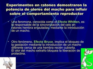 Experimentos en ratones demostraron la potencia de olores del macho para influir sobre el comportamiento reproductor Una feromona, conocida como el  Efecto Whitten,  es la responsable de la sincronización del celo en ratones hembra enjauladas, mediante la introducción de un macho. Otro fenómeno,  Efecto Bruce , implica el bloqueo de la gestación mediante la introducción de un macho diferente cerca de una hembra recién cubierta.  El olor del macho extraño bloquea la liberación de prolactina. 