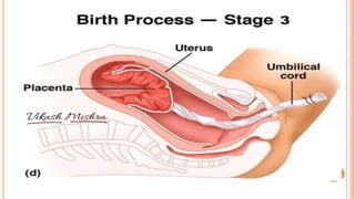 fertilization in human Slide share