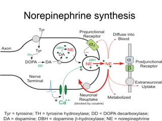 Norepinephrine synthesis
 
