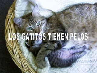 LOS GATITOS TIENEN PELOS 