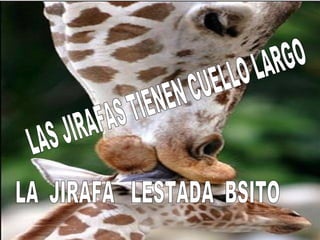 LAS JIRAFAS TIENEN CUELLO LARGO LA  JIRAFA  LESTADA  BSITO 