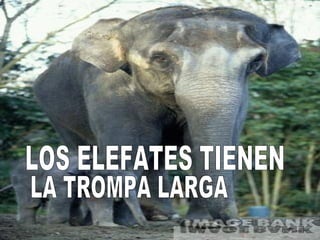 LOS ELEFATES TIENEN  LA TROMPA LARGA 