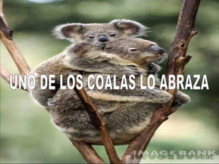 UNO DE LOS COALAS LO ABRAZA 
