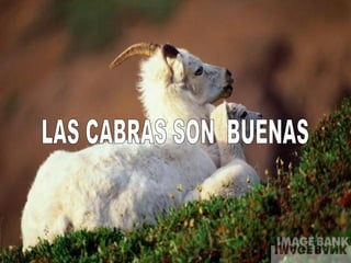 LAS CABRAS SON  BUENAS 