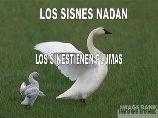 LOS SINESTIENEN PLUMAS  LOS SISNES NADAN 