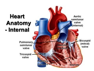  Heart part 1 ll SOHAN PATEL