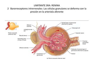 LIMITANTE SRA: RENINA
2 Barorreceptores intrerrenales: Las células granulares se deforma con la
presión en la arteriola aferente
 