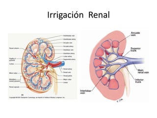 Irrigación Renal
 