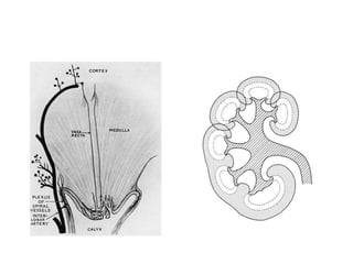 Fisiología glomerular 