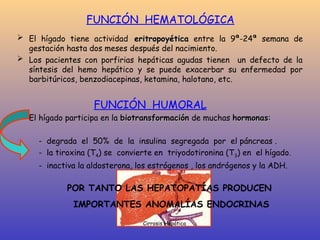 OTRAS FUNCIONES
FUNCIÓN HEMATOLÓGICA
 El hígado tiene actividad eritropoyética
eritropoyética entre la 9ª-24ª semana de
gestación hasta dos meses después del nacimiento.
 Los pacientes con porfirias hepáticas agudas tienen un defecto de la
síntesis del hemo hepático y se puede exacerbar su enfermedad por
barbitúricos, benzodiacepinas, ketamina, halotano, etc.
FUNCIÓN HUMORAL
 El hígado participa en la biotransformación
biotransformación de muchas hormonas
hormonas:
- degrada el 50% de la insulina segregada por el páncreas .
- la tiroxina (T4) se convierte en triyodotironina (T3) en el hígado.
- inactiva la aldosterona, los estrógenos , los andrógenos y la ADH.
POR TANTO LAS HEPATOPATÍAS PRODUCEN
IMPORTANTES ANOMALÍAS ENDOCRINAS
Cirrosis Hepática
 