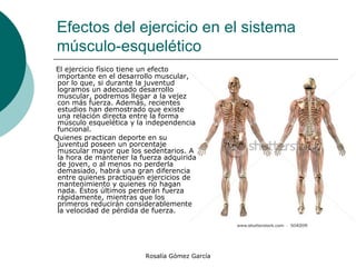Efectos del ejercicio en el sistema músculo-esquelético  El ejercicio físico tiene un efecto importante en el desarrollo muscular, por lo que, si durante la juventud logramos un adecuado desarrollo muscular, podremos llegar a la vejez con más fuerza. Además, recientes estudios han demostrado que existe una relación directa entre la forma músculo esquelética y la independencia funcional. Quienes practican deporte en su juventud poseen un porcentaje muscular mayor que los sedentarios. A la hora de mantener la fuerza adquirida de joven, o al menos no perderla demasiado, habrá una gran diferencia entre quienes practiquen ejercicios de mantenimiento y quienes no hagan nada. Éstos últimos perderán fuerza rápidamente, mientras que los primeros reducirán considerablemente la velocidad de pérdida de fuerza. 