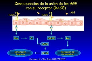 Consecuencias de la unión de los AGE con su receptor (RAGE) NF   B MAPK Inflamación Apoptosis Cdc42 Rac Regulación del citoesqueleto AGE Ras O  Huttunen HJ. J Biol Chem 1999;274:19919  RAGE RAGE       