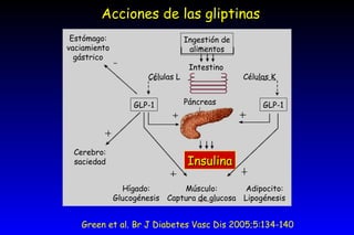 Green et al. Br J Diabetes Vasc Dis 2005;5:134-140 Acciones de las gliptinas Estómago: vaciamiento gástrico Cerebro: saciedad Intestino Ingestión de alimentos Células L Células K Hígado: Glucogénesis Músculo: Captura de glucosa Adipocito: Lipogénesis Insulina Páncreas GLP-1 GLP-1 