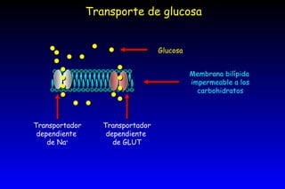 Transporte de glucosa Membrana bilípida  impermeable a los carbohidratos Glucosa Transportador dependiente  de Na + Transportador dependiente  de GLUT 