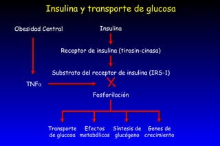 Insulina y transporte de glucosa Insulina Receptor de insulina (tirosin-cinasa) Substrato del receptor de insulina (IRS-1) Fosforilación Transporte de glucosa Efectos metabólicos Síntesis de glucógeno Genes de crecimiento Obesidad Central TNF α 