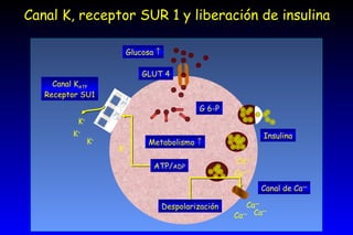 Canal K, receptor SUR 1 y liberación de insulina Glucosa   GLUT 4 G 6-P Canal K ATP Receptor SU1 Metabolismo   ATP/ ADP K + K + K + Despolarización K + Canal de Ca ++ Ca ++ Ca ++ Ca ++ Ca ++   Ca ++   Insulina 
