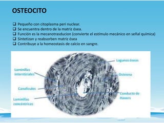 OSTEOCITO
 Pequeño con citoplasma peri nuclear.
 Se encuentra dentro de la matriz ósea.
 Función es la mecanotrasducion (convierte el estímulo mecánico en señal química)
 Sintetizan y reabsorben matriz ósea
 Contribuye a la homeostasis de calcio en sangre.
 