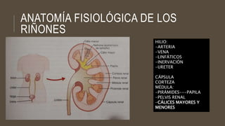 ANATOMÍA FISIOLÓGICA DE LOS
RIÑONES
HILIO:
-ARTERIA
-VENA
-LINFÁTICOS
-INERVACIÓN
-URETER
CÁPSULA
CORTEZA
MÉDULA:
-PIRÁMIDES---PAPILA
-PELVIS RENAL
-CÁLICES MAYORES Y
MENORES
 