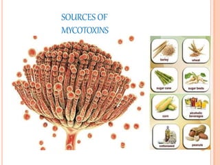 SOURCES OF
MYCOTOXINS
 