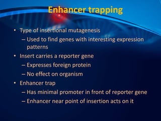 Enhancer trapping
• Type of insertional mutagenesis
– Used to find genes with interesting expression
patterns
• Insert carries a reporter gene
– Expresses foreign protein
– No effect on organism
• Enhancer trap
– Has minimal promoter in front of reporter gene
– Enhancer near point of insertion acts on it
 