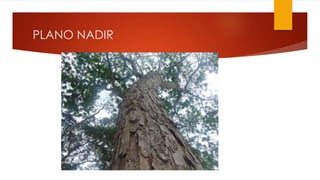 PLANO NADIR
 
