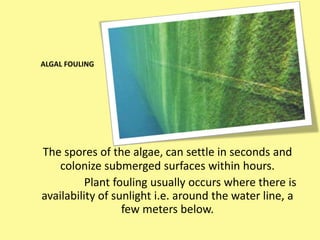 The spores of the algae, can settle in seconds and
colonize submerged surfaces within hours.
Plant fouling usually occurs where there is
availability of sunlight i.e. around the water line, a
few meters below.
ALGAL FOULING
 