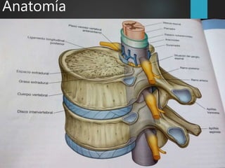 Anatomía
 