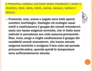 I PRINCIPALI CEREALI COLTIVATI SONO FRUMENTO ( DURO E
TENERO), RISO, MAIS, ORZO, AVENA, SEGALE, SORGO E
MIGLIO.
 Frumento, orzo, avena e sagale sono tutte specie
caratteri morfologici, fisiologici ed ecologici assai
simili e costituiscono il gruppo dei cereali microtermi,
ossia con basse esigenze termiche, che in Italia sono
coltivati in prevalenza con ciclo autunno-primaverile .
Riso, mais, sorgo e miglio costituiscono il gruppo dei
cosiddetti cereali macrotermi, che hanno elevate
esigenze termiche e svolgono il loro ciclo nel periodo
primaverile-estivo, quando quindi le temperature
sono sufficientemente elevate.
 