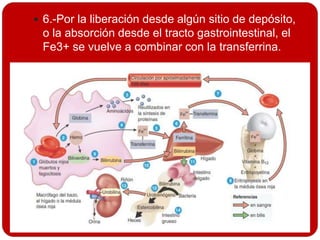  6.-Por la liberación desde algún sitio de depósito,
o la absorción desde el tracto gastrointestinal, el
Fe3+ se vuelve a combinar con la transferrina.
 