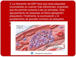  3.-La liberación de ADP hace que otras plaquetas
circundantes se vuelvan más adherentes, propiedad
que les permite sumarse a las ya activadas. Este
agrupamiento de plaquetas se llama agregación
plaquetaria. Finalmente, la acumulación y el
acoplamiento de grandes números de plaquetas
forman una masa que se denomina tapón
plaquetario.
 