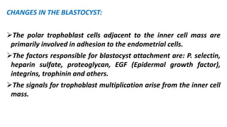 CHANGES IN THE BLASTOCYST:
The polar trophoblast cells adjacent to the inner cell mass are
primarily involved in adhesion to the endometrial cells.
The factors responsible for blastocyst attachment are: P. selectin,
heparin sulfate, proteoglycan, EGF (Epidermal growth factor),
integrins, trophinin and others.
The signals for trophoblast multiplication arise from the inner cell
mass.
 