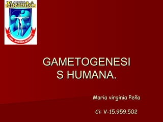 GAMETOGENESIGAMETOGENESI
S HUMANA.S HUMANA.
Maria virginia PeñaMaria virginia Peña
Ci: V-15.959.502Ci: V-15.959.502
 