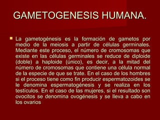 GAMETOGENESIS HUMANA.GAMETOGENESIS HUMANA.
 La gametogénesis es la formación de gametos porLa gametogénesis es la formación de gametos por
medio de la meiosis a partir de células germinales.medio de la meiosis a partir de células germinales.
Mediante este proceso, el número de cromosomas queMediante este proceso, el número de cromosomas que
existe en las células germinales se reduce de diploideexiste en las células germinales se reduce de diploide
(doble) a haploide (único), es decir, a la mitad del(doble) a haploide (único), es decir, a la mitad del
número de cromosomas que contiene una célula normalnúmero de cromosomas que contiene una célula normal
de la especie de que se trate. En el caso de los hombresde la especie de que se trate. En el caso de los hombres
si el proceso tiene como fin producir espermatozoides sesi el proceso tiene como fin producir espermatozoides se
le denomina espermatogénesis y se realiza en losle denomina espermatogénesis y se realiza en los
testículos. En el caso de las mujeres, si el resultado sontestículos. En el caso de las mujeres, si el resultado son
ovocitos se denomina ovogénesis y se lleva a cabo enovocitos se denomina ovogénesis y se lleva a cabo en
los ovarioslos ovarios
 