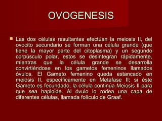 OVOGENESISOVOGENESIS
 Las dos células resultantes efectúan la meiosis II, delLas dos células resultantes efectúan la meiosis II, del
ovocito secundario se forman una célula grande (queovocito secundario se forman una célula grande (que
tiene la mayor parte del citoplasma) y un segundotiene la mayor parte del citoplasma) y un segundo
corpúsculo polar, estos se desintegran rápidamente,corpúsculo polar, estos se desintegran rápidamente,
mientras que la célula grande se desarrollamientras que la célula grande se desarrolla
convirtiéndose en los gametos femeninos llamadosconvirtiéndose en los gametos femeninos llamados
óvulos. El Gameto femenino queda estancado enóvulos. El Gameto femenino queda estancado en
meiosis II, específicamente en Metafase II; si éstemeiosis II, específicamente en Metafase II; si éste
Gameto es fecundado, la célula continúa Meiosis II paraGameto es fecundado, la célula continúa Meiosis II para
que sea haploide. Al óvulo lo rodea una capa deque sea haploide. Al óvulo lo rodea una capa de
diferentes células, llamada folículo de Graaf.diferentes células, llamada folículo de Graaf.
 