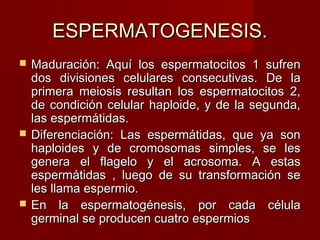ESPERMATOGENESIS.ESPERMATOGENESIS.
 Maduración: Aquí los espermatocitos 1 sufrenMaduración: Aquí los espermatocitos 1 sufren
dos divisiones celulares consecutivas. De lados divisiones celulares consecutivas. De la
primera meiosis resultan los espermatocitos 2,primera meiosis resultan los espermatocitos 2,
de condición celular haploide, y de la segunda,de condición celular haploide, y de la segunda,
las espermátidas.las espermátidas.
 Diferenciación: Las espermátidas, que ya sonDiferenciación: Las espermátidas, que ya son
haploides y de cromosomas simples, se leshaploides y de cromosomas simples, se les
genera el flagelo y el acrosoma. A estasgenera el flagelo y el acrosoma. A estas
espermátidas , luego de su transformación seespermátidas , luego de su transformación se
les llama espermio.les llama espermio.
 En la espermatogénesis, por cada célulaEn la espermatogénesis, por cada célula
germinal se producen cuatro espermiosgerminal se producen cuatro espermios
 