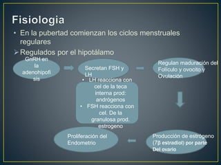 • En la pubertad comienzan los ciclos menstruales
regulares
Regulados por el hipotálamo
GnRH en
la
adenohipofi
sis
Secretan FSH y
LH
Regulan maduración del
Folículo y ovocito y
Ovulación
Producción de estrógeno
(7β estradiol) por parte
Del ovario
Proliferación del
Endometrio
• LH reacciona con
cel de la teca
interna prod:
andrógenos
• FSH reacciona con
cel. De la
granulosa prod.
estrogeno
 