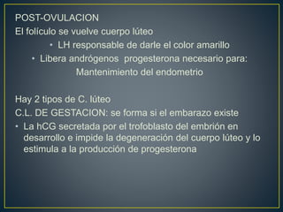 POST-OVULACION
El folículo se vuelve cuerpo lúteo
• LH responsable de darle el color amarillo
• Libera andrógenos progesterona necesario para:
Mantenimiento del endometrio
Hay 2 tipos de C. lúteo
C.L. DE GESTACION: se forma si el embarazo existe
• La hCG secretada por el trofoblasto del embrión en
desarrollo e impide la degeneración del cuerpo lúteo y lo
estimula a la producción de progesterona
 