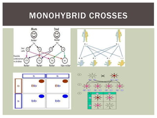 MONOHYBRID CROSSES
 