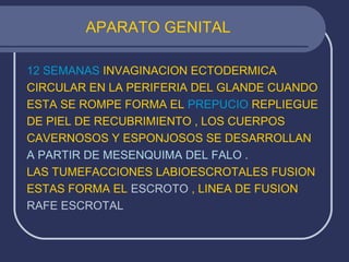 APARATO GENITAL
12 SEMANAS INVAGINACION ECTODERMICA
CIRCULAR EN LA PERIFERIA DEL GLANDE CUANDO
ESTA SE ROMPE FORMA EL PREPUCIO REPLIEGUE
DE PIEL DE RECUBRIMIENTO , LOS CUERPOS
CAVERNOSOS Y ESPONJOSOS SE DESARROLLAN
A PARTIR DE MESENQUIMA DEL FALO .
LAS TUMEFACCIONES LABIOESCROTALES FUSION
ESTAS FORMA EL ESCROTO , LINEA DE FUSION
RAFE ESCROTAL
 