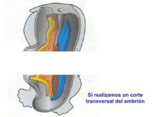 Si realizamos un corte
transversal del embrión
 