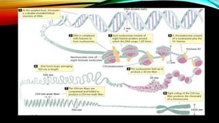 genome organisation in prokaryotes and eukaryotes.pptx