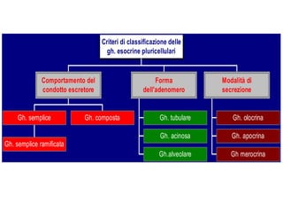 Criteri di classificazione delle
                                     gh. esocrine pluricellulari


              Comportamento del                         Forma            Modalità di
              condotto escretore                   dell'adenomero        secrezione


     Gh. semplice           Gh. composta                  Gh. tubulare       Gh. olocrina

                                                          Gh. acinosa       Gh. apocrina
Gh. semplice ramificata
                                                          Gh.alveolare      Gh merocrina
 