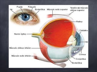 Glaucoma