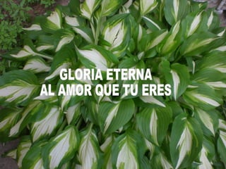 GLORIA ETERNA AL AMOR QUE TU ERES 