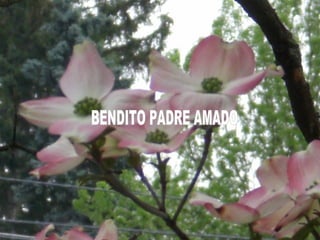 BENDITO PADRE AMADO 