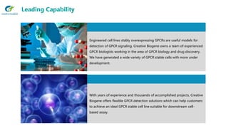 With years of experience and thousands of accomplished projects, Creative
Biogene offers flexible GPCR detection solutions which can help customers
to achieve an ideal GPCR stable cell line suitable for downstream cell-
based assay.
Leading Capability
Engineered cell lines stably overexpressing GPCRs are useful models for
detection of GPCR signaling. Creative Biogene owns a team of experienced
GPCR biologists working in the area of GPCR biology and drug discovery.
We have generated a wide variety of GPCR stable cells with more under
development.
 