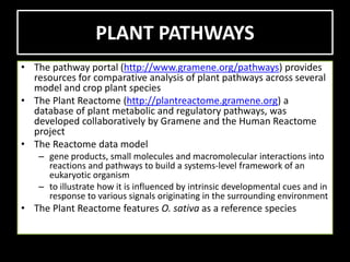 PLANT PATHWAYS
• The pathway portal (http://www.gramene.org/pathways) provides
resources for comparative analysis of plant pathways across several
model and crop plant species
• The Plant Reactome (http://plantreactome.gramene.org) a
database of plant metabolic and regulatory pathways, was
developed collaboratively by Gramene and the Human Reactome
project
• The Reactome data model
– gene products, small molecules and macromolecular interactions into
reactions and pathways to build a systems-level framework of an
eukaryotic organism
– to illustrate how it is influenced by intrinsic developmental cues and in
response to various signals originating in the surrounding environment
• The Plant Reactome features O. sativa as a reference species
 