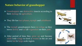 Nature behavior of grasshopper
 Grasshoppers are destructive insects according to
their damage to agriculture.
 They life has two phases, nymph and adulthood.
 The nymph grasshoppers have no wings so they
move slowly and eat all vegetation on their path.
 After period of time they grow up and become
adult with wings to form a swarm in the air and
move fast to large scale region.
 